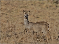 <p>SRNEC OBECNÝ (Capreolus capreolus) Šluknovsko - Království /European roe deer - Reh/</p>